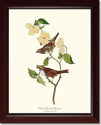 Sparrow, White-throated - Charting Nature