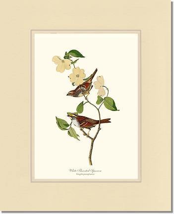 Sparrow, White-throated - Charting Nature