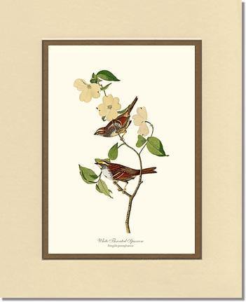 Sparrow, White-throated - Charting Nature