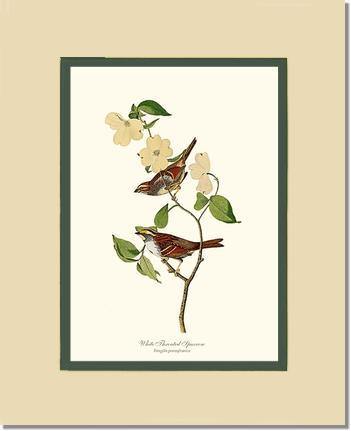 Sparrow, White-throated - Charting Nature