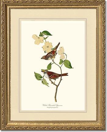 Sparrow, White-throated - Charting Nature