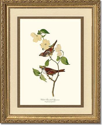 Sparrow, White-throated - Charting Nature