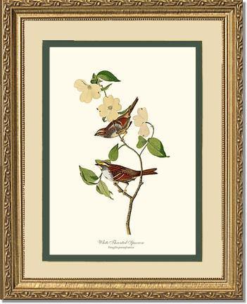 Sparrow, White-throated - Charting Nature