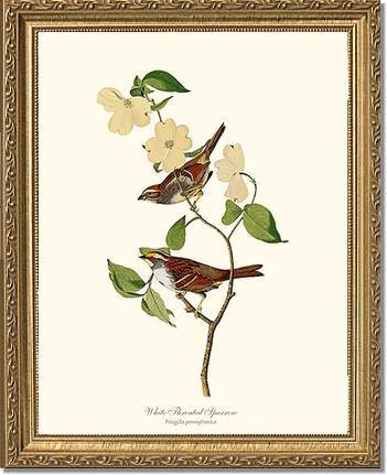 Sparrow, White-throated - Charting Nature