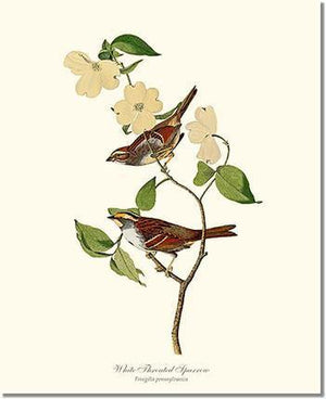 Bird Print: Sparrow, White-throated