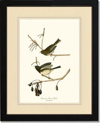Snowbird  Dark-eyed Junco - Charting Nature