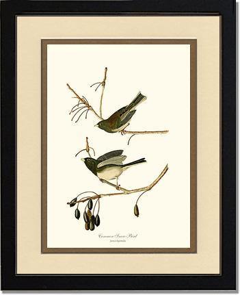 Snowbird  Dark-eyed Junco - Charting Nature