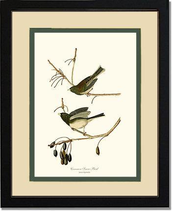 Snowbird  Dark-eyed Junco - Charting Nature