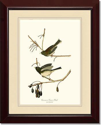 Snowbird  Dark-eyed Junco - Charting Nature