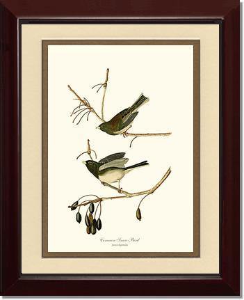 Snowbird  Dark-eyed Junco - Charting Nature
