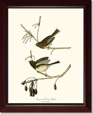 Snowbird  Dark-eyed Junco - Charting Nature