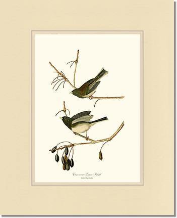 Snowbird  Dark-eyed Junco - Charting Nature