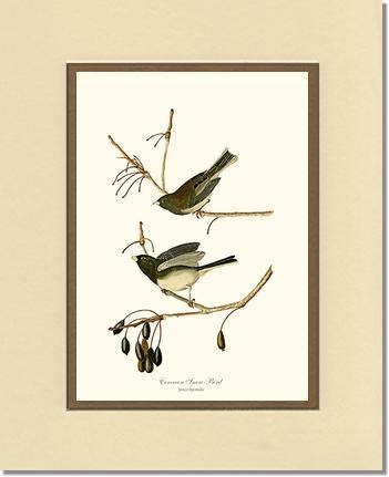 Snowbird  Dark-eyed Junco - Charting Nature