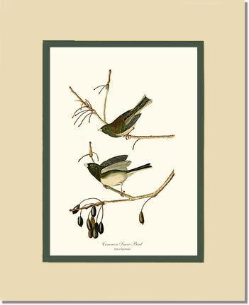 Snowbird  Dark-eyed Junco - Charting Nature