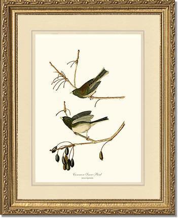 Snowbird  Dark-eyed Junco - Charting Nature