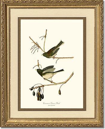 Snowbird  Dark-eyed Junco - Charting Nature