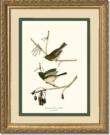 Snowbird  Dark-eyed Junco - Charting Nature
