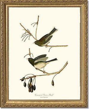 Snowbird  Dark-eyed Junco - Charting Nature