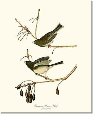 Bird Print: Snowbird  Dark-eyed Junco
