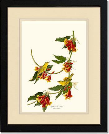 Yellow Warbler - Charting Nature