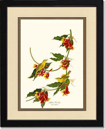 Yellow Warbler - Charting Nature
