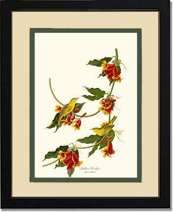 Yellow Warbler - Charting Nature