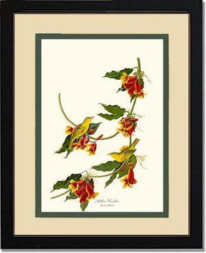 Yellow Warbler - Charting Nature
