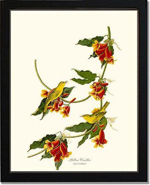 Yellow Warbler - Charting Nature