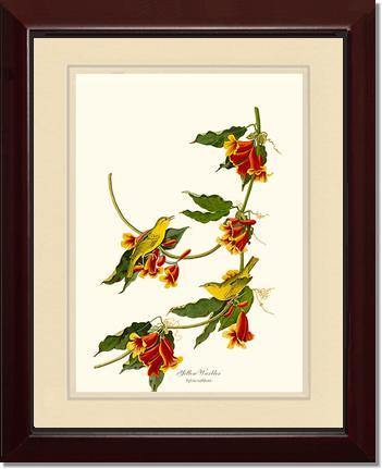 Yellow Warbler - Charting Nature