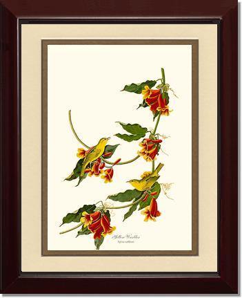 Yellow Warbler - Charting Nature
