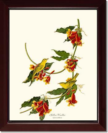 Yellow Warbler - Charting Nature