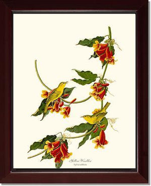 Yellow Warbler - Charting Nature