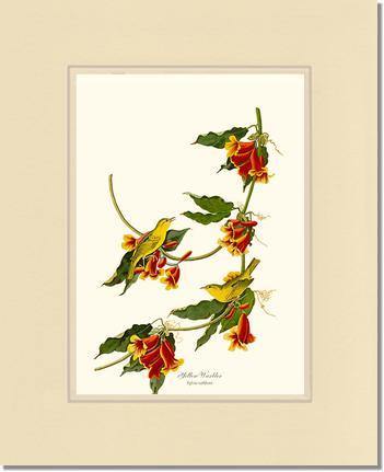 Yellow Warbler - Charting Nature