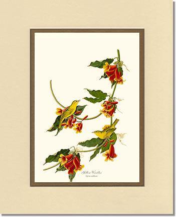 Yellow Warbler - Charting Nature