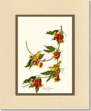 Yellow Warbler - Charting Nature