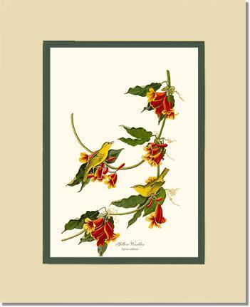 Yellow Warbler - Charting Nature