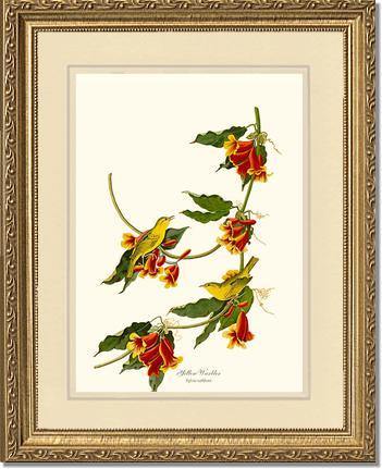Yellow Warbler - Charting Nature