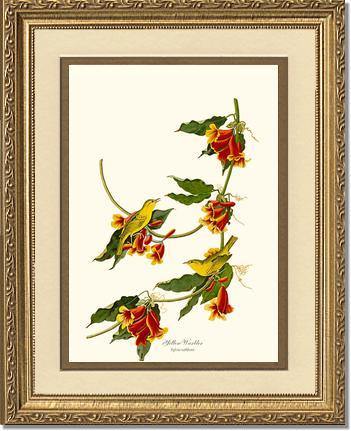 Yellow Warbler - Charting Nature