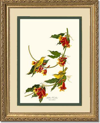 Yellow Warbler - Charting Nature