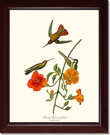 Hummingbird, Mango - Charting Nature