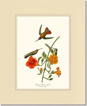 Hummingbird, Mango - Charting Nature