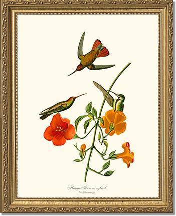 Hummingbird, Mango - Charting Nature