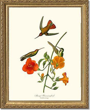 Hummingbird, Mango - Charting Nature