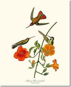Bird Print: Hummingbird, Mango