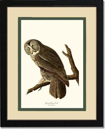 Great Grey Owl - Charting Nature