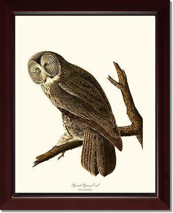 Great Grey Owl - Charting Nature