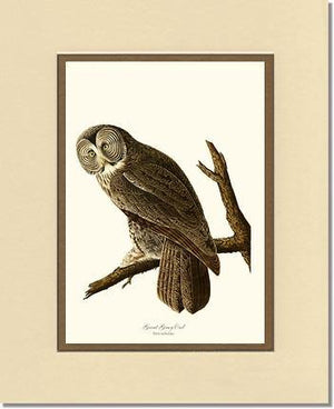 Great Grey Owl - Charting Nature