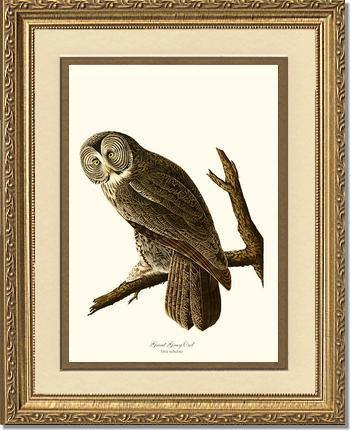 Great Grey Owl - Charting Nature