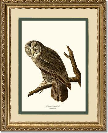 Great Grey Owl - Charting Nature