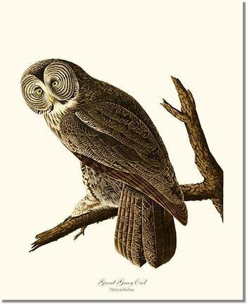 Bird Print: Owl, Great Grey